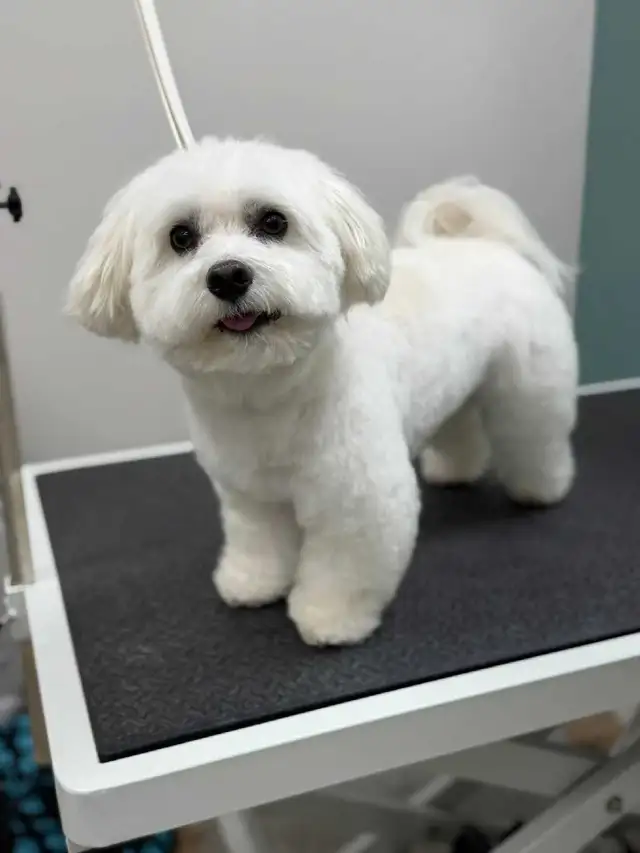 MOBILE or in salon...Dog and Cat grooming - Photo 7