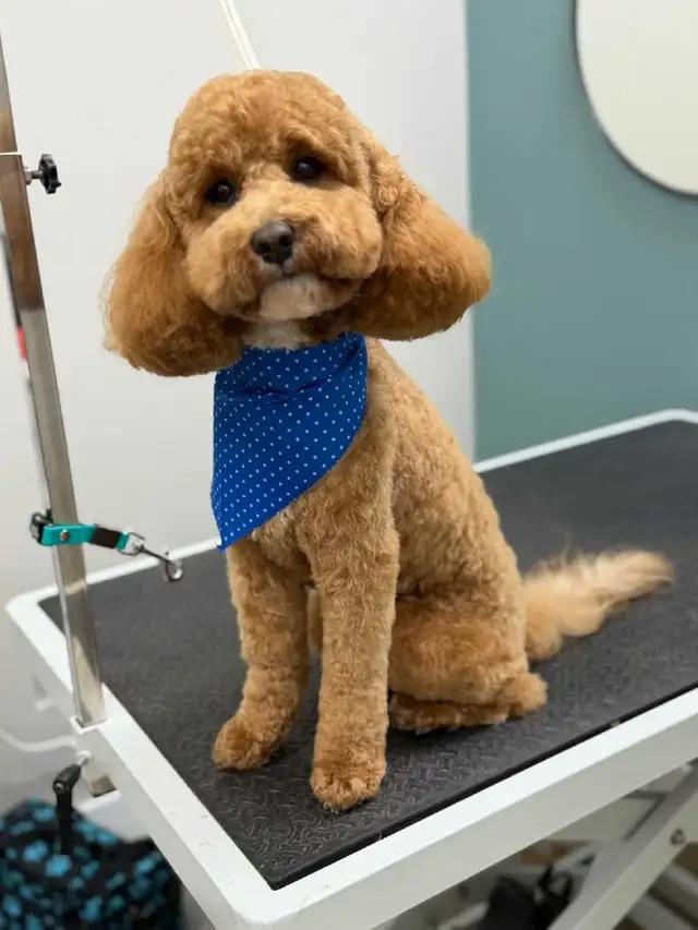 MOBILE or in salon...Dog and Cat grooming - Photo 8