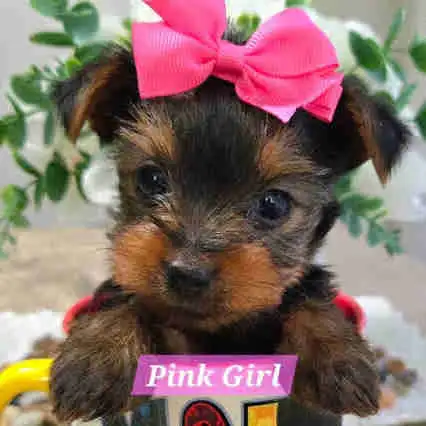 Yorkie Puppies Docked Tails