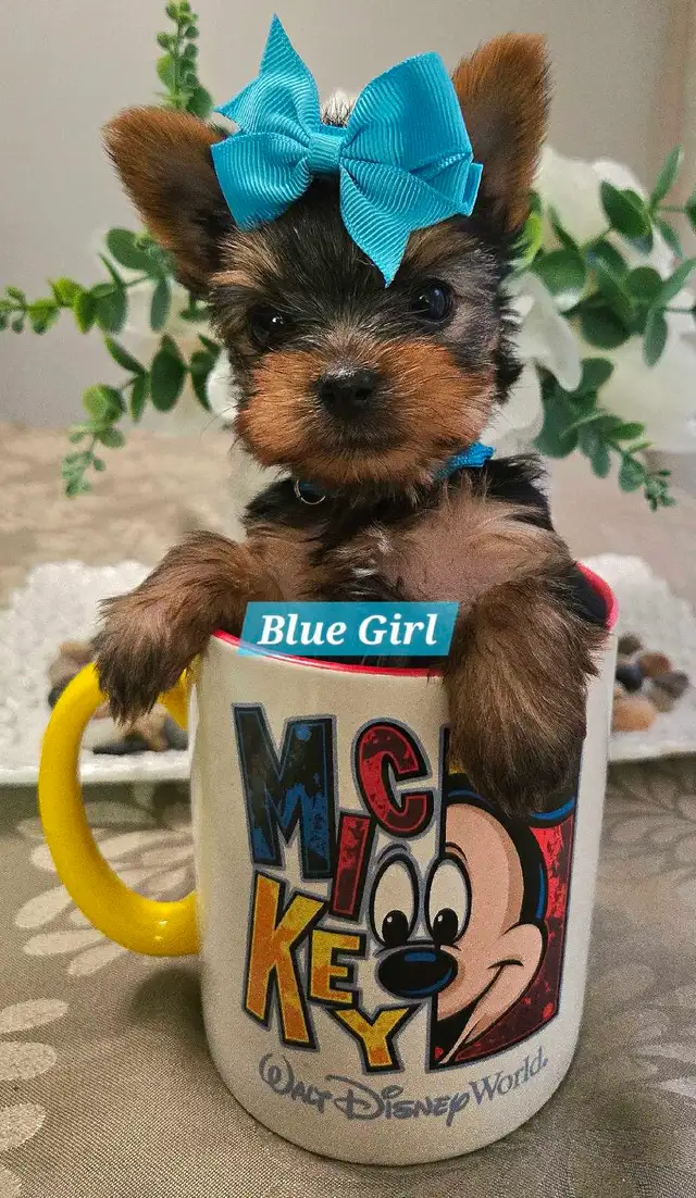 Yorkie Puppies Docked Tails - Photo 2