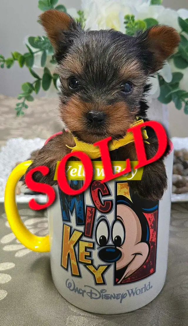 Yorkie Puppies Docked Tails - Photo 3