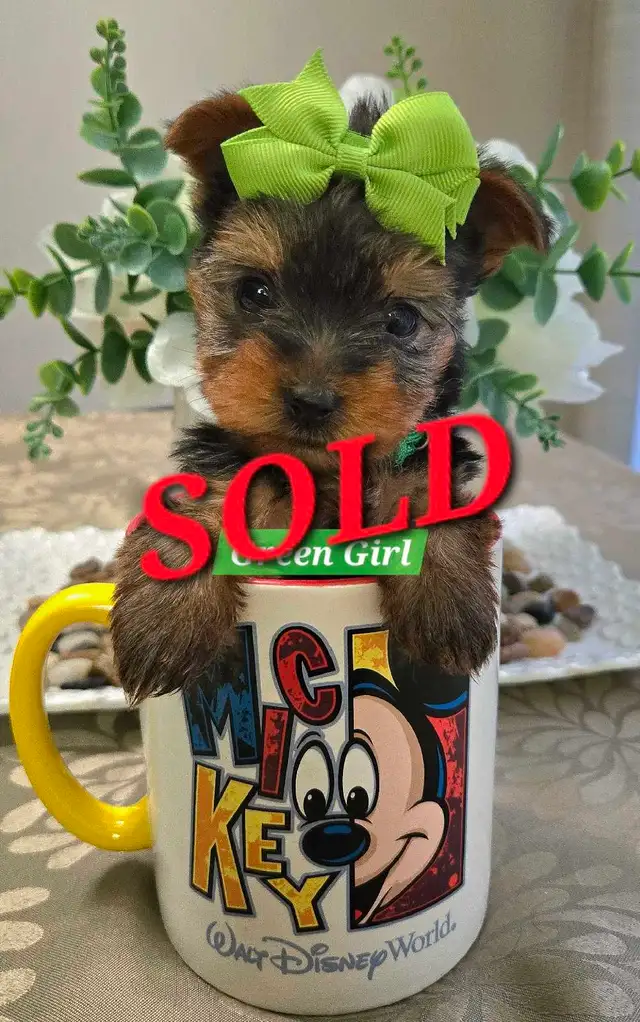 Yorkie Puppies Docked Tails - Photo 4