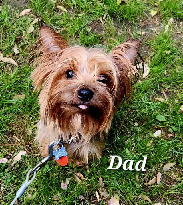 Yorkie Puppies Docked Tails - Photo 5