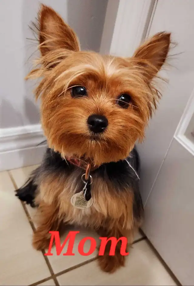 Yorkie Puppies Docked Tails - Photo 6