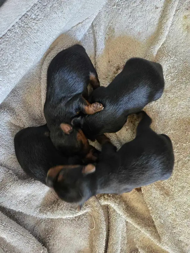 Yorkie Puppies Docked Tails - Photo 7