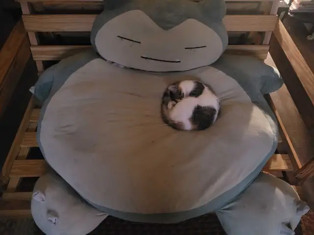 Thatch Cat - Photo 2