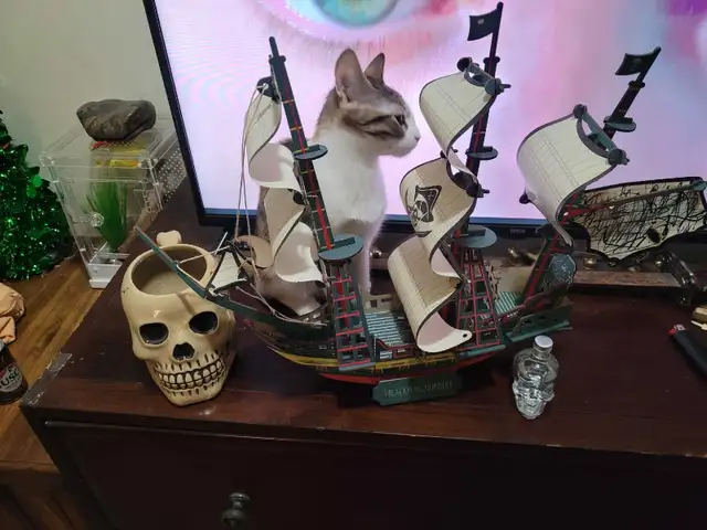 Thatch Cat - Photo 3