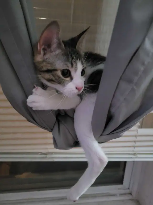 Thatch Cat - Photo 4