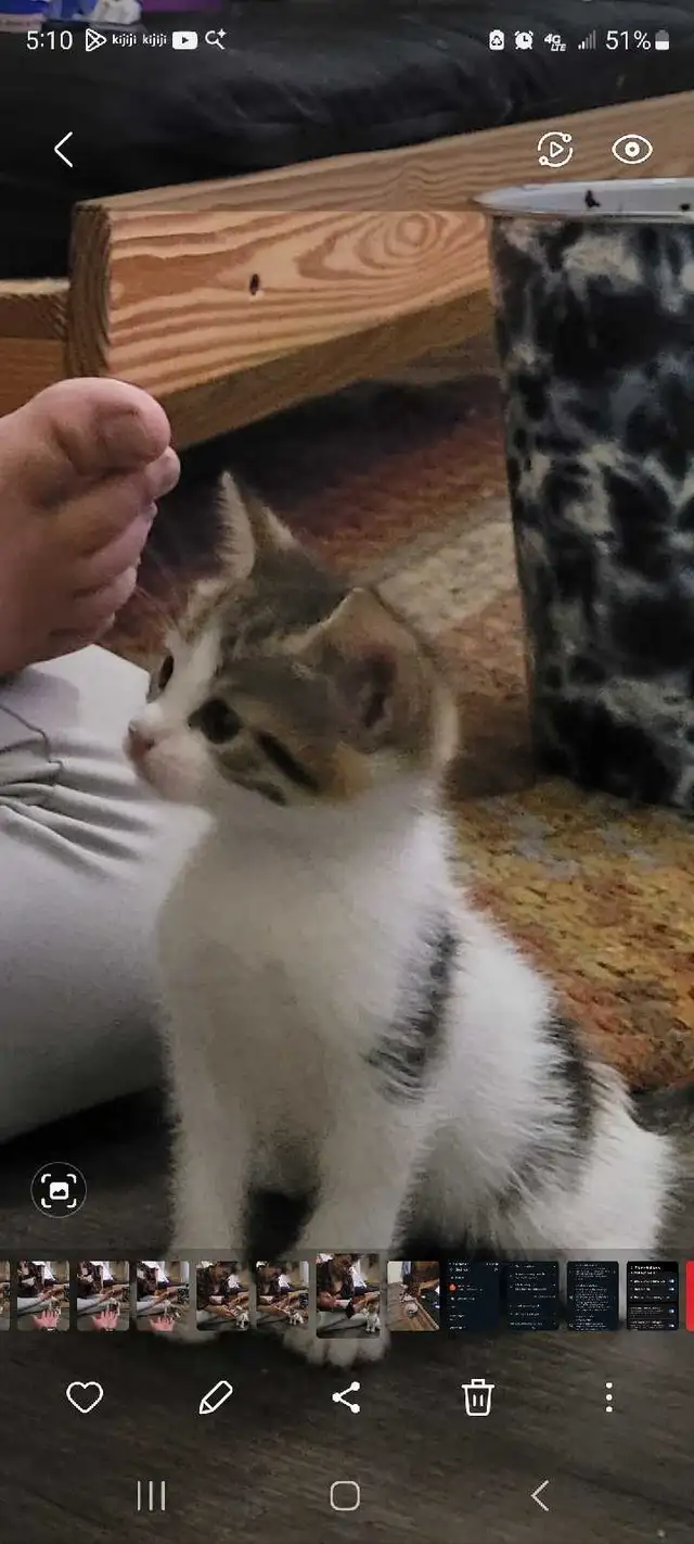 Thatch Cat - Photo 5