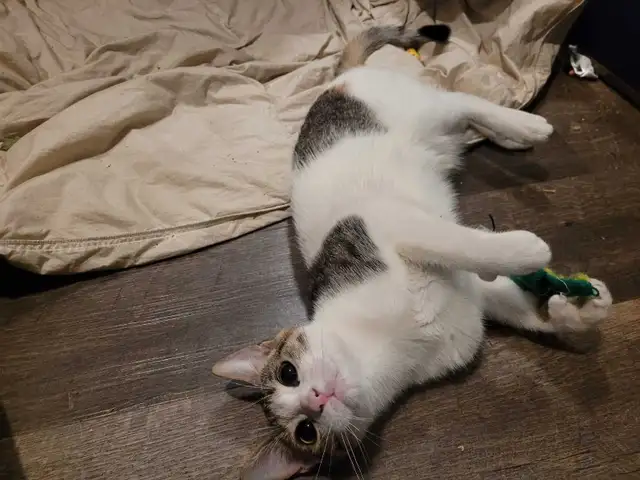 Thatch Cat - Photo 6