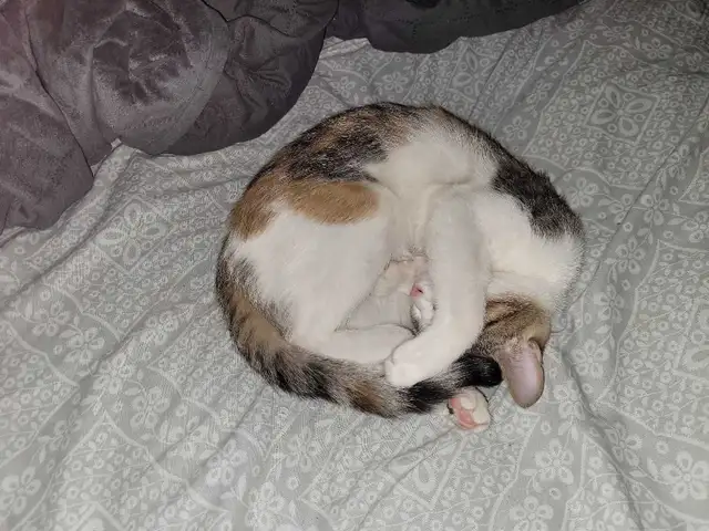 Thatch Cat - Photo 7