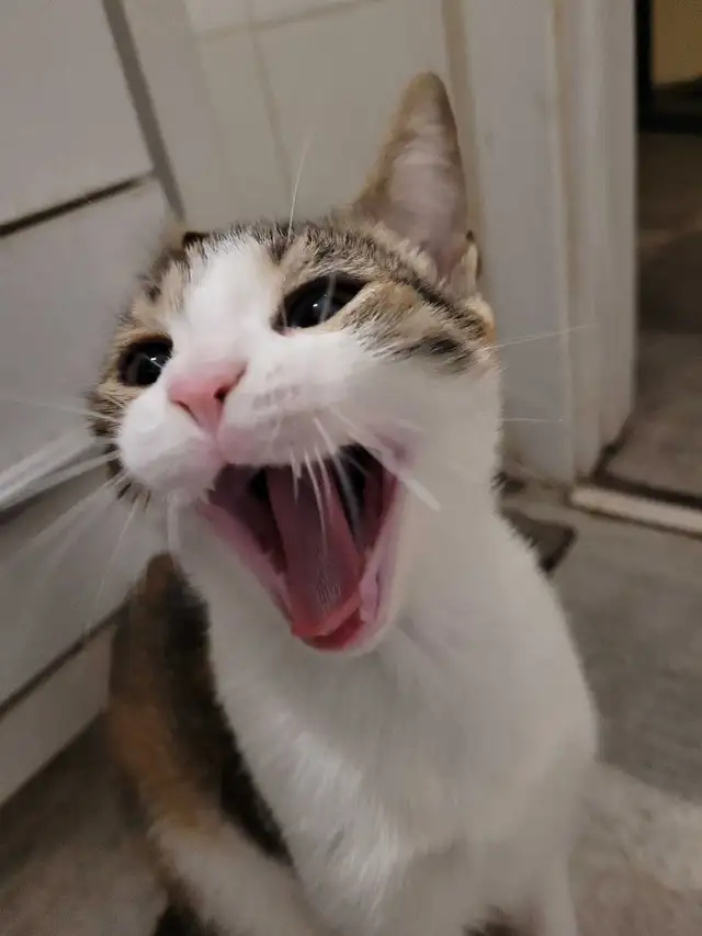 Thatch Cat - Photo 8