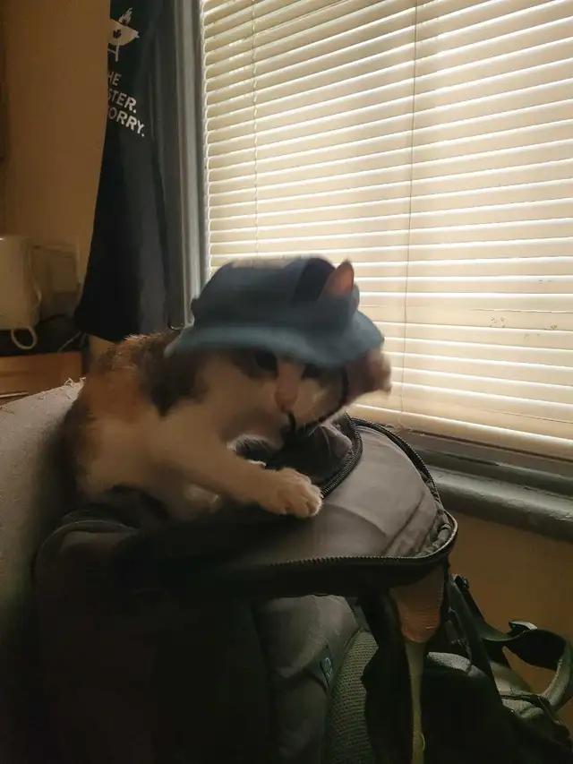 Thatch Cat - Photo 9