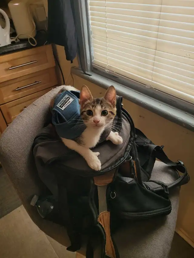 Thatch Cat - Photo 10