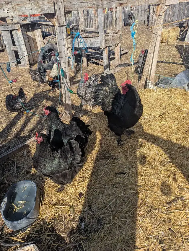 Croad Langshan Breeding Trio