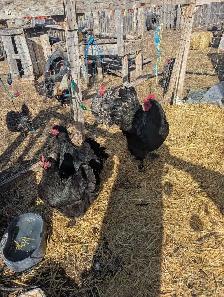 Croad Langshan Breeding Trio