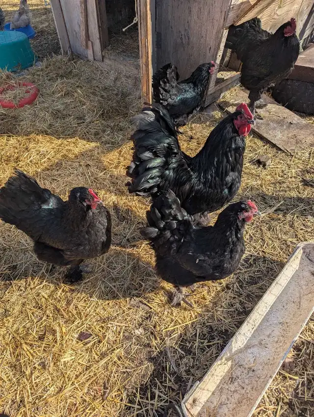 Croad Langshan Breeding Trio - Photo 2