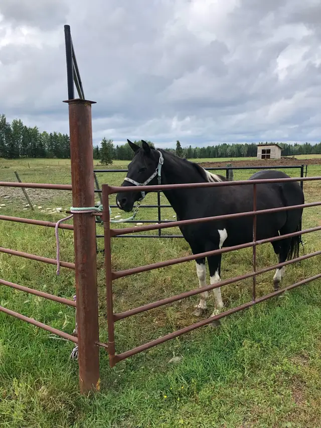 Paint Mare - Photo 2