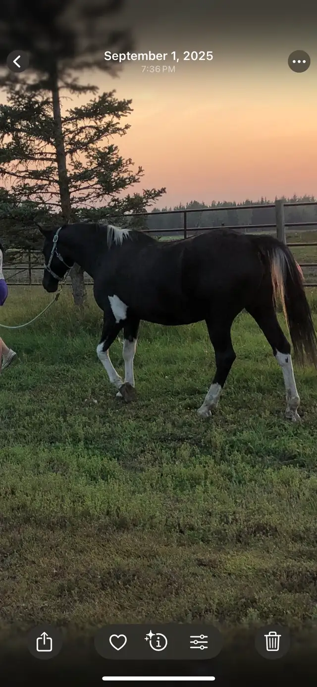 Paint Mare - Photo 3