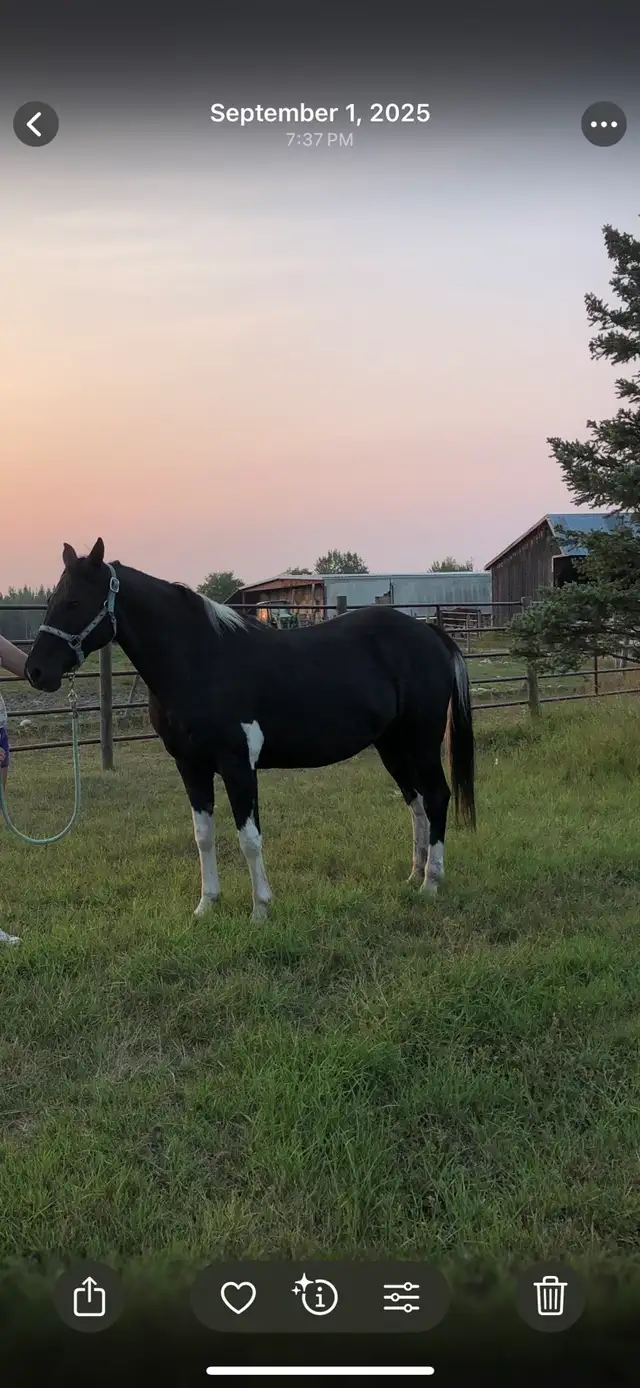 Paint Mare - Photo 4