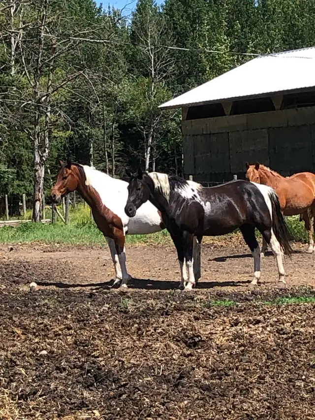 Paint Mare - Photo 5