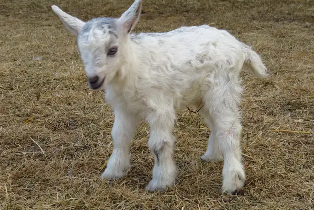 Female Nigerian Dwarf Baby Goat