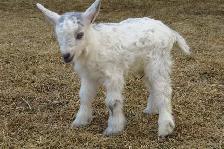 Female Nigerian Dwarf Baby Goat
