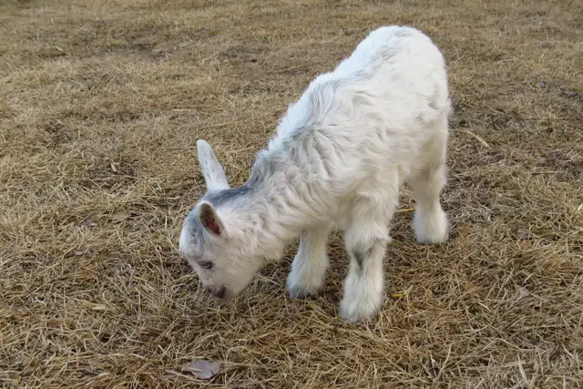 Female Nigerian Dwarf Baby Goat - Photo 2