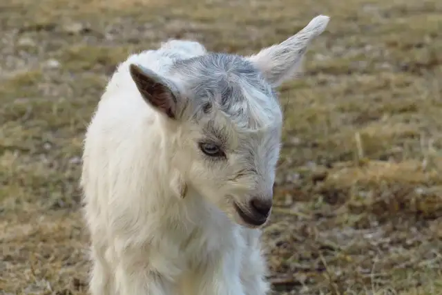 Female Nigerian Dwarf Baby Goat - Photo 3