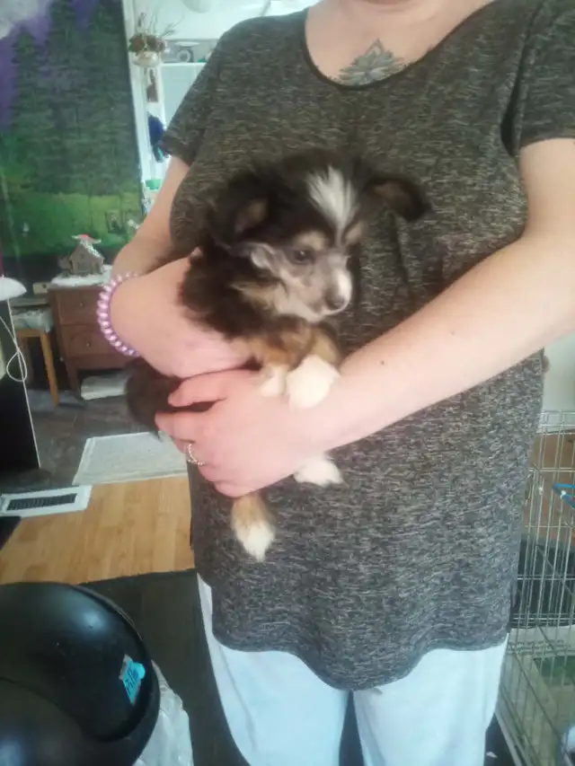 1 male  Chinese Crested puppy left