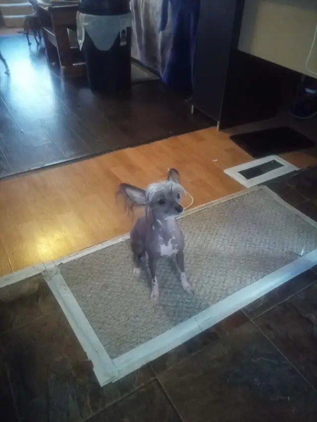 1 male  Chinese Crested puppy left - Photo 2