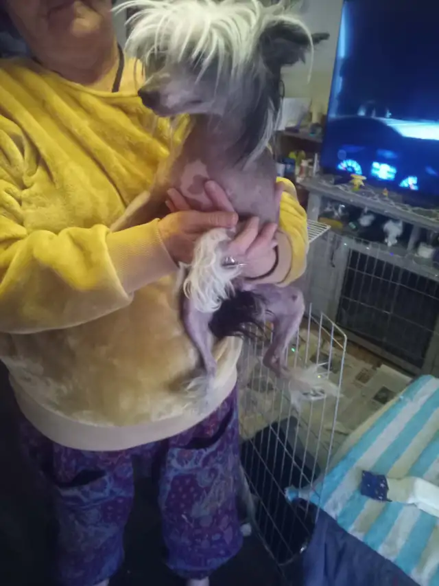 1 male  Chinese Crested puppy left - Photo 3