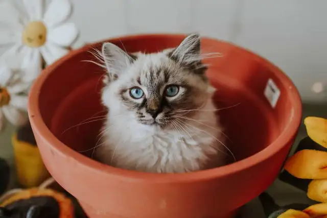 Chatons sibériens - chats Neva Masquerade