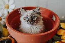 Chatons sibériens - chats Neva Masquerade