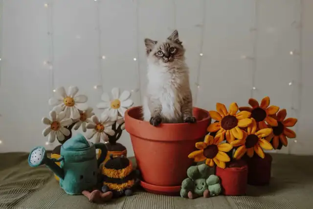 Chatons sibériens - chats Neva Masquerade - Photo 2