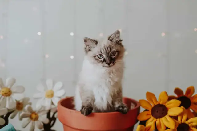 Chatons sibériens - chats Neva Masquerade - Photo 3