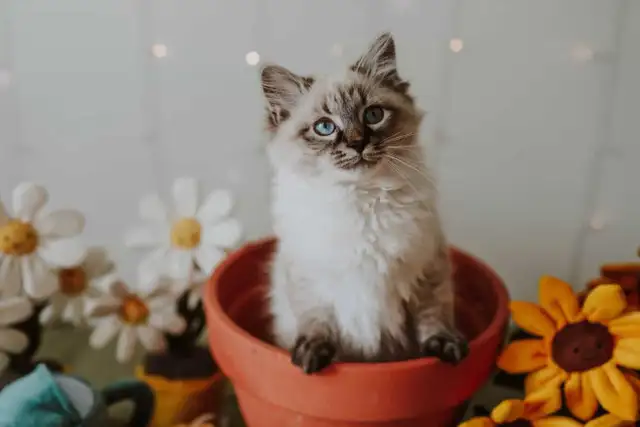 Chatons sibériens - chats Neva Masquerade - Photo 4