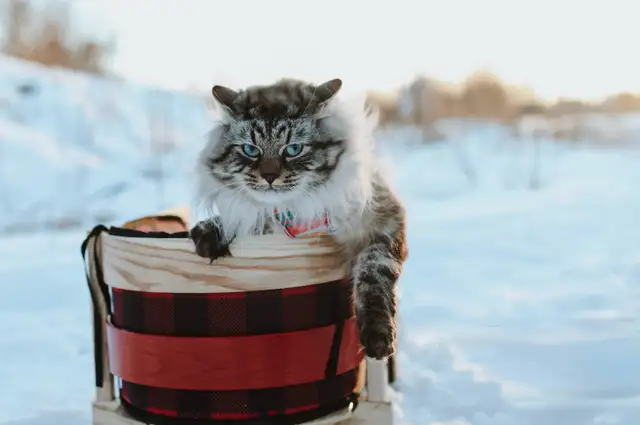 Chatons sibériens - chats Neva Masquerade - Photo 5