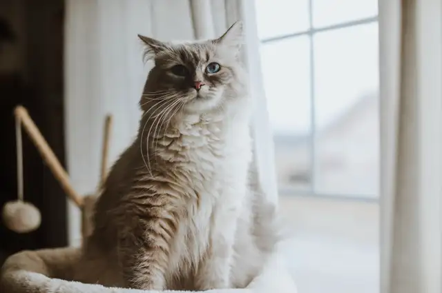 Chatons sibériens - chats Neva Masquerade - Photo 6