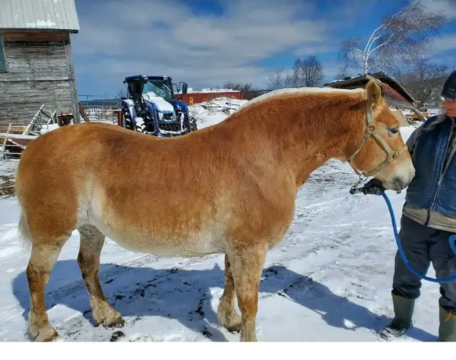 6 year old halfinger mare.