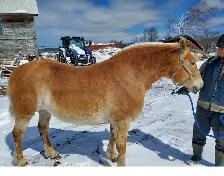 6 year old halfinger mare.