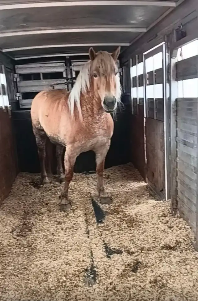 6 year old halfinger mare. - Photo 2