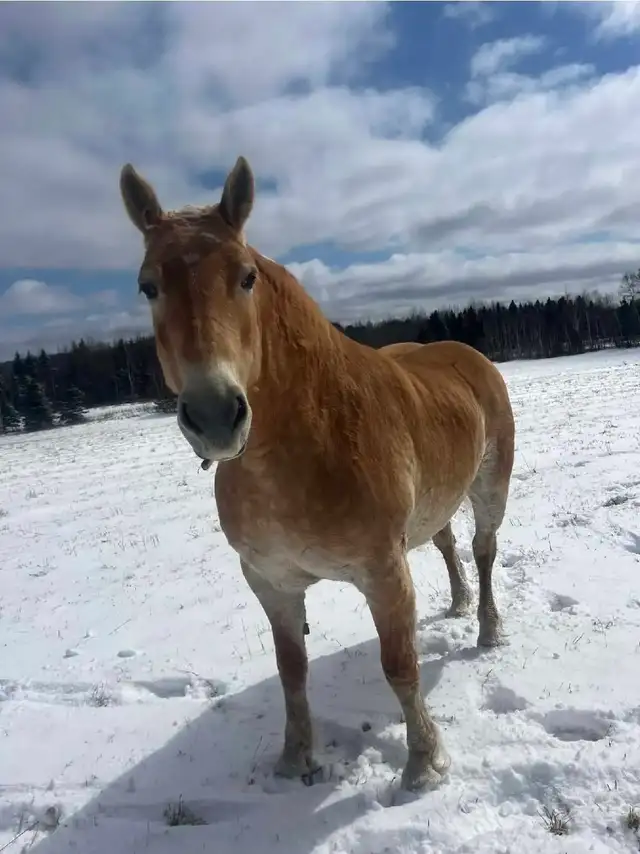 6 year old halfinger mare. - Photo 3