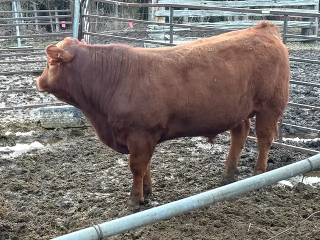 Calving Ease Bull