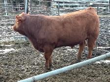 Calving Ease Bull
