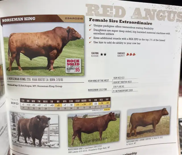 Calving Ease Bull - Photo 2