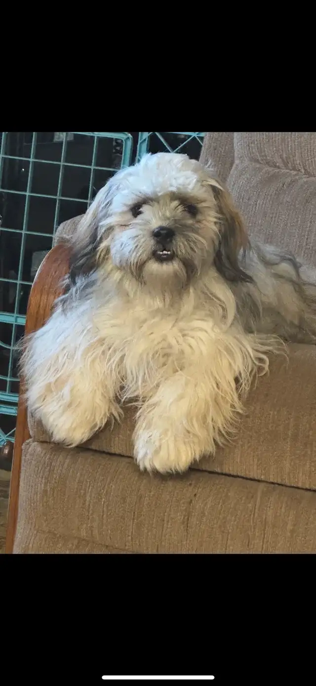 Beautiful Shihtzu puppies