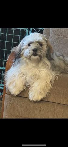 Beautiful Shihtzu puppies