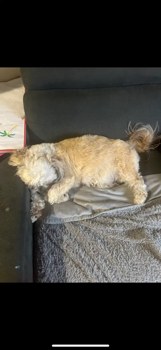 Beautiful Shihtzu puppies - Photo 2