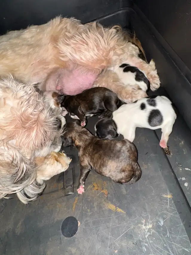 Beautiful Shihtzu puppies - Photo 3